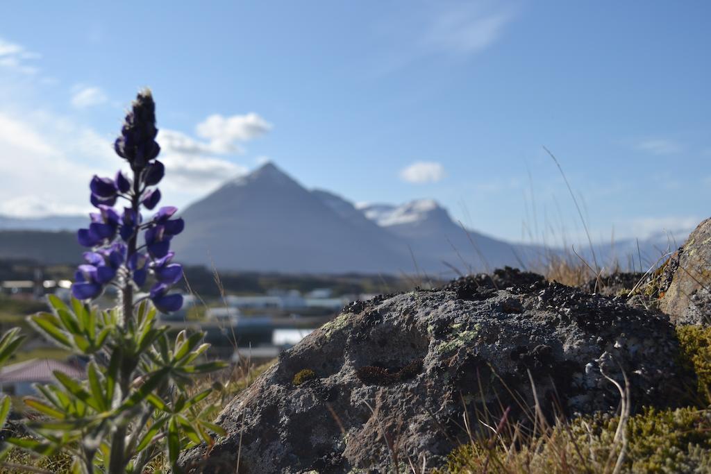 Framtid Hostel Djúpivogur Buitenkant foto